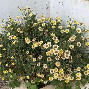 穿过麦田就到了