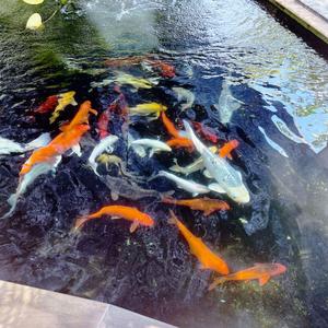 Koi Pond
