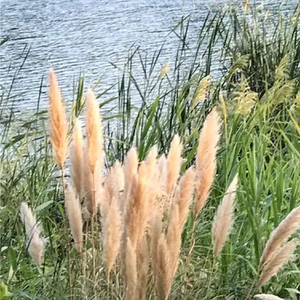 突然之间有点心酸 (烟嗓)