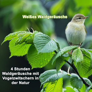 4 Stunden Waldgeräusche mit Vogelzwitschern in der Natur (Naturgeräusche zum Einschlafen) - Loop