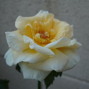 City In The Sky-TwanTrue