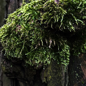 Beanbag (Original Mix)