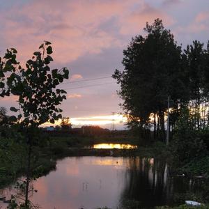 阿珍爱上了阿强