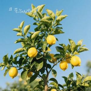 柠檬树 (Cover 王若琳(Joanna Wang))