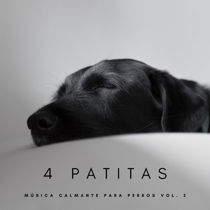 Música Para Perritos