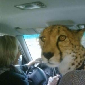 terminator (feat. Bobos.Plant)