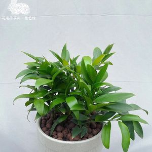 《弦乐铺陈下的奢侈品格调之韵》075