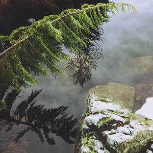 Water Trees and Poison