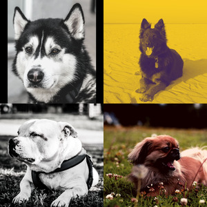 温和狗独自在家梦想