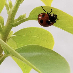 鳥堀ニューロマンティック