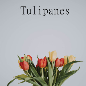 Tulipanes