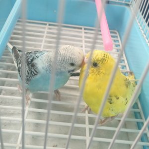 太想要份爱