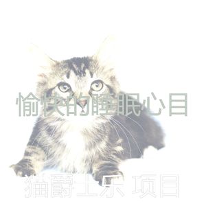 柔和的猫在家时刻