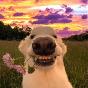 predictable (sped up)