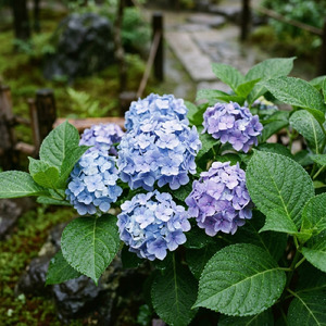 梅雨の花