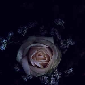 The Blue Forest Mystery