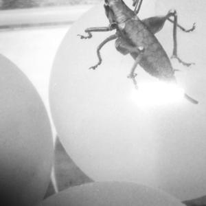 Grille auf´m Flummy