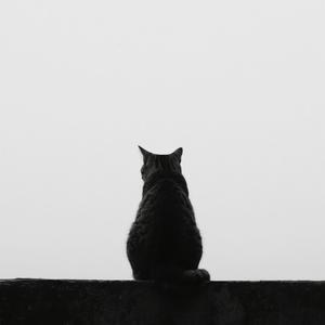 where did everyone go?