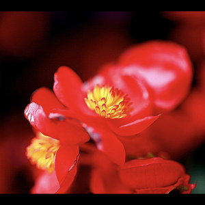 《花儿为什么这样红》