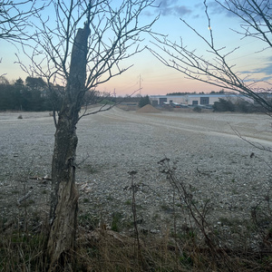 Solsorten