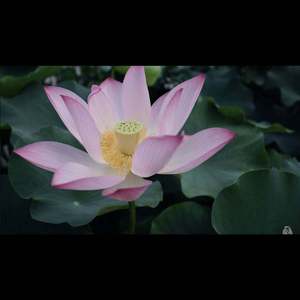 斑马，斑马 水哥版