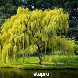 Gide Gide Bir Söğüde Dayandım