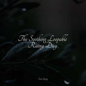 Forest, Night, Frogs