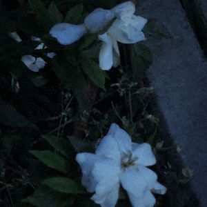 Melody（cover：Melody-Aespa）