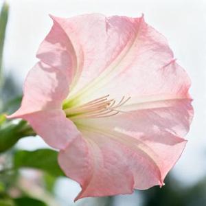 曼陀罗花