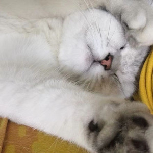 夏日夜猫