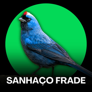 Sanhaço Frade - Canto ao Entardecer