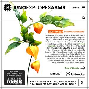 Giới thiệu cây Tầm Bóp (ASMR)