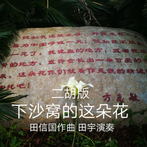 下沙窝的这朵花