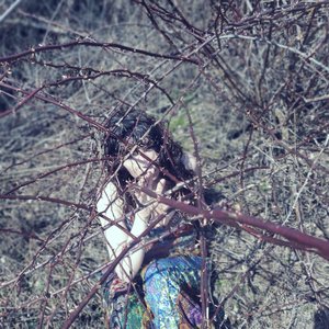 Brambles
