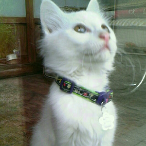 輝く日本人ヴィジュアル未熟者レコード大将