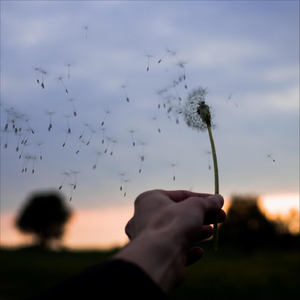 Wind, Carry Me Away!
