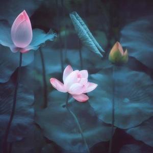 肾和膀胱经 音疗音乐