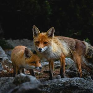 DON DADA (Young Ampsta)