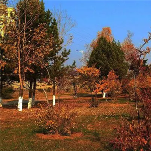 我曾拼命爱过你