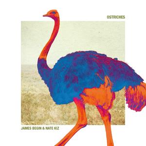 Ostriches