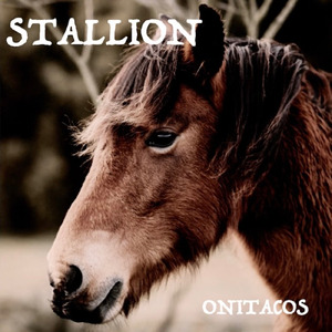 Stallions