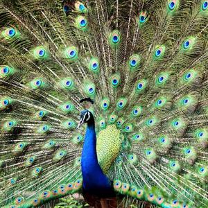 Peacocks