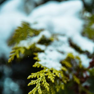 Snowy Fir Tree