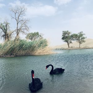 东邪西毒（双吉他版）