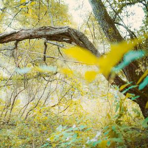 Att avveckla sig själv