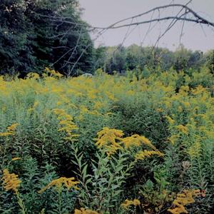 goldenrod