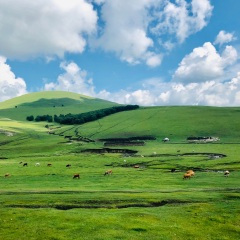 乌兰布统大草原