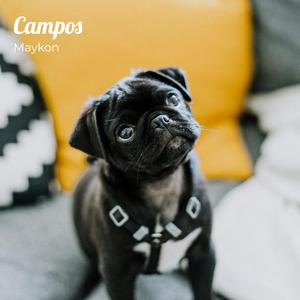 Cachorrinhos ?