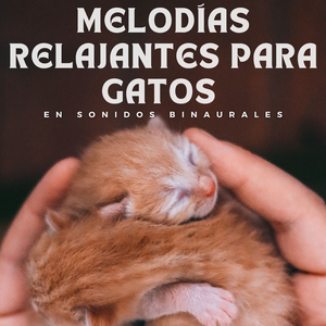 Escapadas Tranquilas Para Una Siesta Felina