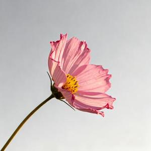 一念花开 (Cover 生命树下)